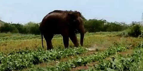 கோவையில் சுற்றும் காயம் பட்ட யானை - பொதுமக்களுக்கு வனத்துறை எச்சரிக்கை