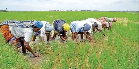 கிசான் திட்டத்தில் முறைகேடு - கள்ளக்குறிச்சியில் ஒப்பந்த ஊழியர்கள் 4 பேர் கைது
