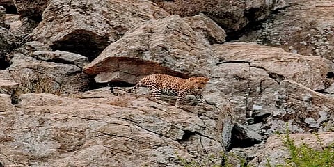 கோவை: நாய்களை அடித்துக் கொன்ற சிறுத்தை - கூண்டு வைத்து பிடிக்க வனத்துறையினர் முயற்சி