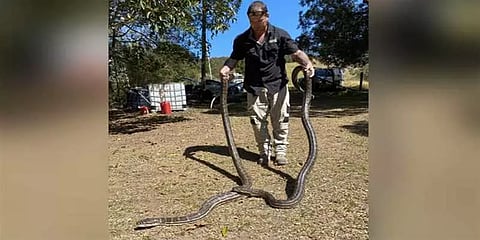 கூரையில் சண்டையிட்டுக் கொண்ட மெகா சைஸ் மலை பாம்புகள்.. நேரில் பார்த்தவர் அதிர்ச்சி..!