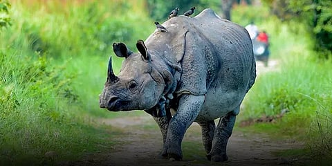 காசிரங்காவில் கூடுதலாக 3 ஆயிரம் ஹெக்டேர்... வனவிலங்குகள் சுதந்திரமாக உலவ நடவடிக்கை