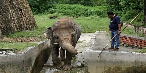 பாகிஸ்தானில் உற்சாகமிழந்து தவித்த யானை.... பாடல்களால் புத்துணர்வு