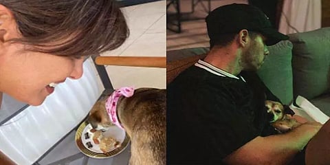 செல்ல நாய்க்குட்டி டயானாவின் பிறந்தநாள் - இன்ஸ்டாவில் பதிவிட்ட நடிகை பிரியங்கா சோப்ரா