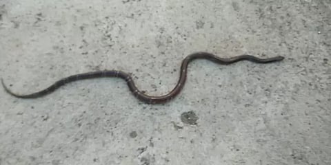 விளையாட்டாக பாம்பை விழுங்க முயன்ற சிறுவன்!