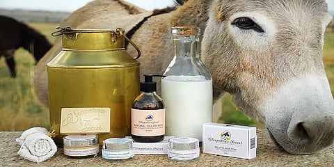 'திரவ தங்கம்' என அழைக்கப்படும் கழுதைப்பால் - 1 லிட்டர் இவ்ளோ விலையா??