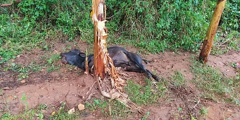 வனவிலங்கு வேட்டைக்காக வைக்கப்பட்ட அவுட்டுக்காய்: மாட்டிற்கு நேர்ந்த பரிதாபம்