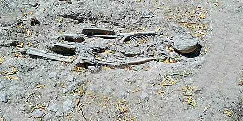 ஆதிச்சநல்லூர் அகழாய்வில் குழந்தையின் முழு எலும்புக்கூடு கண்டுபிடிப்பு...