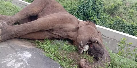 வாயில் காயத்துடன் சுற்றித்திரிந்த யானை மரணம் !