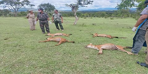 நீலகிரி: ஒரே நேரத்தில் 4 செந்நாய்கள் உயிரிழப்பு... வனத்துறை விசாரணை