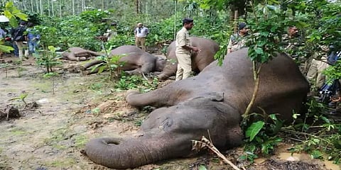 மின்சாரம் தாக்கி உயிரிழக்கும் யானைகள்.. கர்நாடகாவில் தொடரும் துயரம்!!