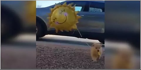 “பலூன்னா எங்களுக்கும் இஷ்டம்தான்”: வைரலான நாய்க்குட்டியின் விளையாட்டு வீடியோ