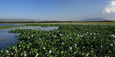 மழைக்காலத்தை எதிர்கொள்ள ஆயத்தம்: தூய்மையாகும் வேளச்சேரி ஏரி..!