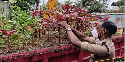 பறிமுதலான வாகனங்களில் காய்கறித் தோட்டம்: புதுமை செய்யும் கேரள காவல்நிலையம்