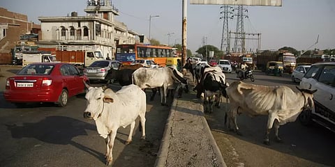 சாலையில் நின்ற மாட்டை ஓரமாக விரட்ட முயன்ற வாகன ஓட்டி மீது தாக்குதல்!