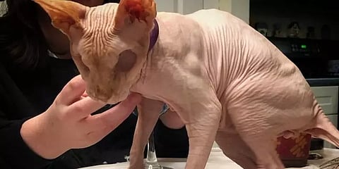 திகில் படத்தில் வரும் கதாபாத்திரம் போன்ற பூனை - இண்டெர்நெட்டில் வைரல்