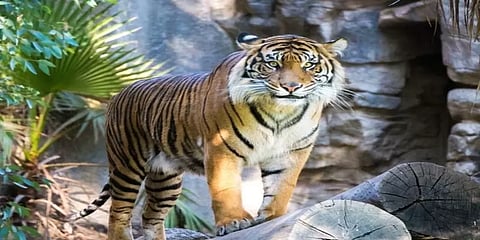 வங்கப் புலியை தத்தெடுத்த 12 வயது சிறுவன்!!