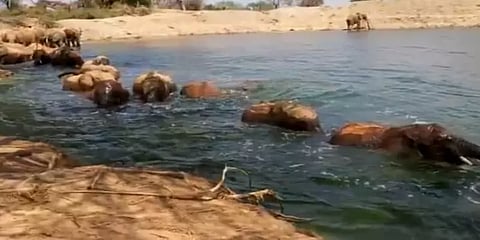 குளத்தில் மகிழ்ச்சியாக குளித்து விளையாடிய யானைகள் கூட்டம் - க்யூட்டான வீடியோ
