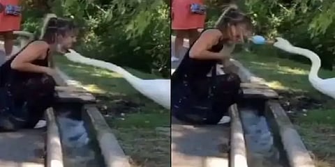 முகக் கவசத்தை முகத்தில் போடுங்கள்: அன்னப்பறவை சொல்லிக் கொடுத்த பாடம் - வைரல் வீடியோ.!