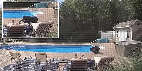 நீச்சல் குளம் அருகே தூங்கிக்கொண்டிருந்த நபருக்கு காத்திருந்த அதிர்ச்சி! ‘இது கரடி மொமண்ட்'