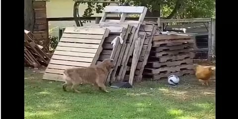 ‘நாயை விரட்டு விரட்டு என விரட்டும் கோழி’ - மனதைக் கவர்ந்த வீடியோ!