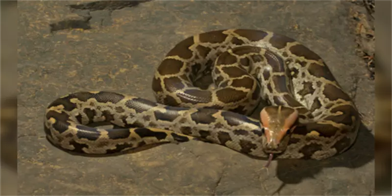 பாம்பை முகக் கவசமாக அணிந்து பஸ்சில் பயணித்த நபர்