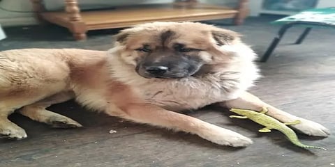 பிறந்து 12 நாளே ஆனக் குழந்தையை தாக்கி கொன்ற வளர்ப்பு நாய்:அலட்சியத்திற்காக பெற்றோர் கைது