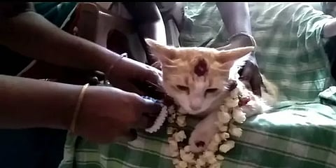 ஆசையாக வளர்த்த பூனை கர்ப்பம் - வளைகாப்பு நடத்திய உரிமையாளர்..!