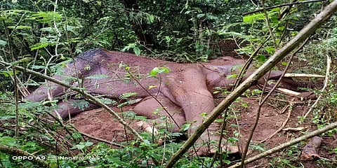காலில் காயங்களுடன் சுற்றித் திரிந்த யானை வழுக்கி விழுந்து உயிரிழப்பு