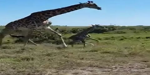 சீட்டா புலிகளின் அதிரடி தாக்குதல்... குட்டியைக் காப்பாற்றிய தாய் ஒட்டகச்சிவிங்கி