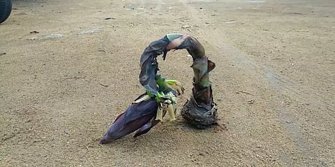 நெல்லை : குலைதள்ளிய ஒரு அடி உயர வாழைமரம்!!