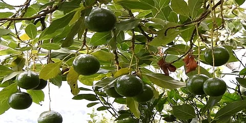 அவக்கோடா பழங்கள் காய்த்திருக்கு.. ஆனால் காசுபார்க்க முடியவில்லை... கவலையில் விவசாயிகள்..!