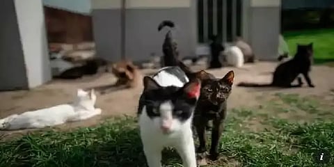 தான் வளர்த்த 110 பூனைகளுடன் வீட்டை விட்டு வெளியேற்றப்பட்ட நபர்..!