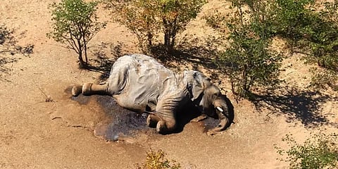 330 யானைகள் மர்மமாக உயிரிழந்த விவகாரம்: காரணம் தெரிய வந்தது !