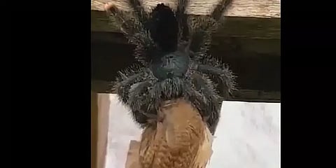 பறவையை விழுங்கும் ராட்சத சிலந்தி - வீடியோ.!