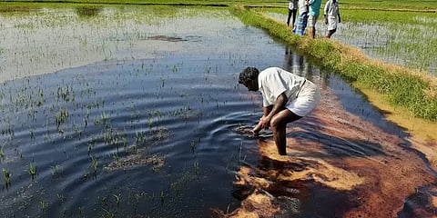 ஓஎன்ஜிசி குழாய் உடைந்து விளைநிலங்களில் பரவிய கச்சா எண்ணெய் - சம்பா பயிர்கள் நாசம்.!