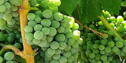 கலிபோர்னியா காட்டுத்தீயால் மாறிப்போன ஒயினின் சுவை