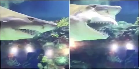 கூர்மையான பற்களை காட்டி பயமுறுத்திய சுறா - திகிலூட்டும் வீடியோ!