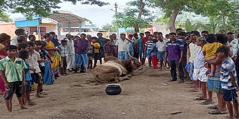 கோயில் காளையின் தலையில் கடப்பாரையால் குத்திய மர்மநபர்... கிராம மக்கள் அதிர்ச்சி