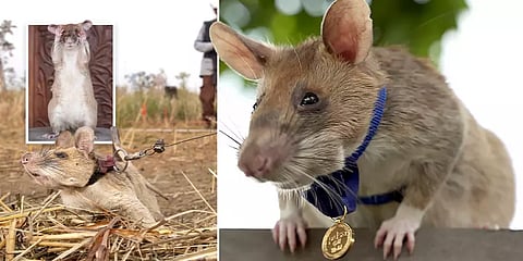 கன்னிவெடிகளை அகற்றிய எலி - தங்கப்பதக்கம் அணிவித்து கெளரவப்படுத்திய இங்கிலாந்து!