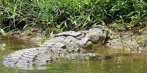 பூப்பறிக்கச் சென்ற 8 வயது சிறுமியைக் கொன்ற முதலை..!