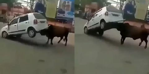 காரை முட்டி தூக்கி வீசிய முரட்டுக்காளை - வீடியோ