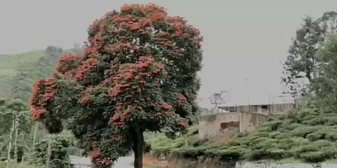 நீலகிரியில் பூத்துக் குலுங்கும் ஸ்பெத்தோடியா மலர்கள்... சுற்றுலா பயணிகள் மகிழ்ச்சி...