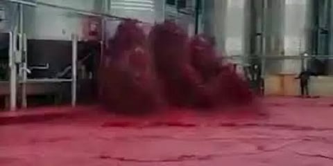 வீணாக கசிந்த 50 ஆயிரம் லிட்டர் ஒயின் : சிவப்பு நிறத்தில் மாறிய ஆலை: வைரல் வீடியோ