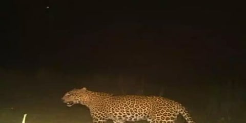 காட்டு விலங்கு தாக்கியதில் சிறுவன் பலி: புலியா சிறுத்தையா ? நீடிக்கும் குழப்பம்