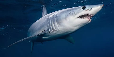 கொரோனா தடுப்பூசிக்காக கொல்லப்பட்ட 5 லட்சம் சுறாக்கள்? - வெளியான அதிர்ச்சி தகவல்.!