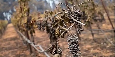 வெப்பக் காற்று.. கடும் புகை..: கலிபோர்னியா காட்டுத்தீயால் அவதியில் மக்கள்.!