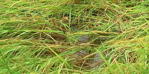 திருவாரூர்: தொடர் மழையால் நீரில் முழ்கிய 2000 ஏக்கர் குறுவை நெற்பயிர்கள்..!