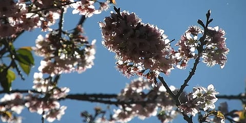 கொடைக்கானலில் ரம்மியமான சூழலில் பூத்துக் குலுங்கும் காட்டுச்சேலா மலர்கள்...