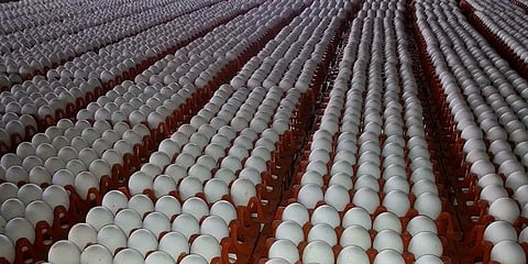 வரலாறு காணாத அளவுக்கு உயர்ந்த முட்டை விலை..!