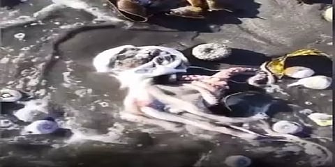 கடலென்ன மயான பூமியா?: ரஷ்ய கடற்கரையில் செத்துமிதக்கும் கடல்வாழ் உயிரினங்கள்.!